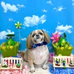 シーズー　陸くん　シルクパック　炭酸泉入浴