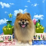 ポメラニアン　コロンちゃん