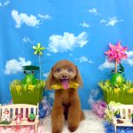 タイニープードル　ちくわくん　炭酸泉入浴　ハーブパック