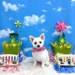 ポメｘプードル　はなちゃん　泥パック
