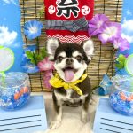 チワワ　ここちゃん