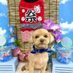 マルプー　つくねくん