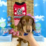 ダックスフンド　メロくん
