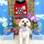 チワワｘマルチーズ　ポルンくん