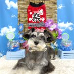 ミニュチュアシュナウザー　ベルちゃん