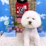 ビションフリーゼ　ラデュレくん