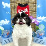 狆　福丸くん