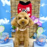トイプードル　ももちゃん