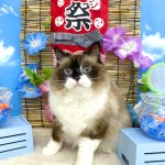 ねこ　ラグドール　まおちゃん