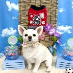 チワワ　こむぎちゃん