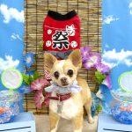 チワワ　サクラちゃん