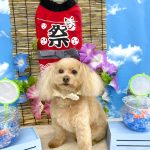 トイプードル　ふわりちゃん