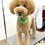 ゴールデン・ドゥードゥル　　ちゃちゃ丸くん