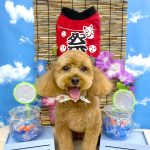 トイプードル　ラティちゃん