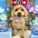 マルプー　もなかちゃん