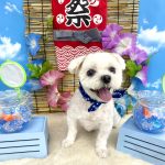 マルチーズ　シロくん