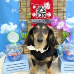 ダックスフンド　アンジュちゃん