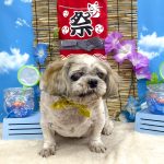 シーズー　陽斗くん