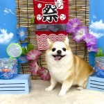 チワワ　隆二くん