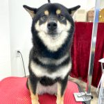 柴犬　はるちゃん