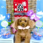 トイプードル　モカちゃん