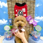 トイプードル　ラッキーくん