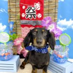 ダックスフンド　ニコちゃん