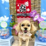 プードルｘペキニーズ　　小麦ちゃん