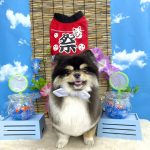 ポメｘチワワ　オレオくん