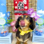 ダックスフンド　コロくん
