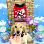ダックスフンド　かいくん