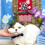 ねこ　ミヌエット　アムーくん