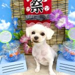 マルチーズ　モモちゃん
