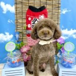 トイプードル　フランくん　泥パック