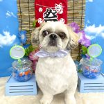 シーズーｘペキニーズ　　テヤンくん　泥パック