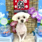 マルチーズ　シロくん