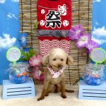 トイプードル　みこちゃん