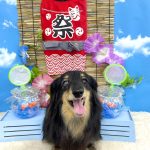 ダックスフンド　ダックスちゃん