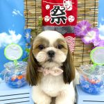 シーズー　スフレちゃん