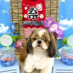 シーズー　マフィンちゃん
