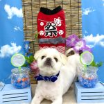 ペキニーズ　ロワくん　炭酸入浴　シルクパック