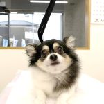 チワワ　ココくん