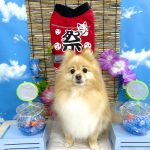 ポメラニアン　まろんちゃん
