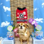 チワプー　うたちゃん
