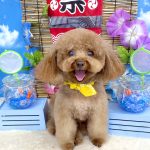 トイプードル　ぽんたくん　シルクパック
