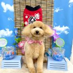 マルプー　ノエルちゃん