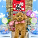トイプードル　るるちゃん