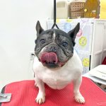 フレンチブルドッグ　ハルちゃん