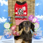 ダックスフンド　ニコちゃん