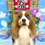 キャバリア　クレアちゃん